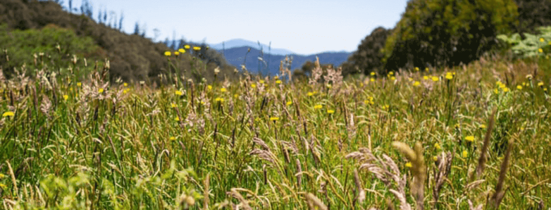 long grass in rural Australia