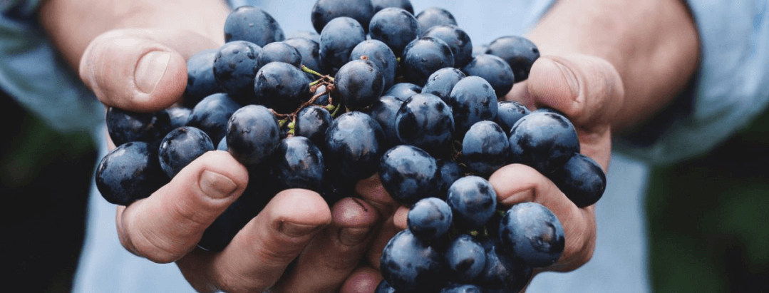person holding onto grapes to make wine
