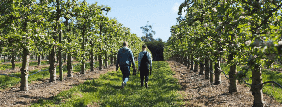 man and female walking in their vineyard