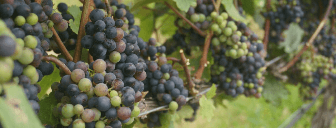 grapes on a vineyard