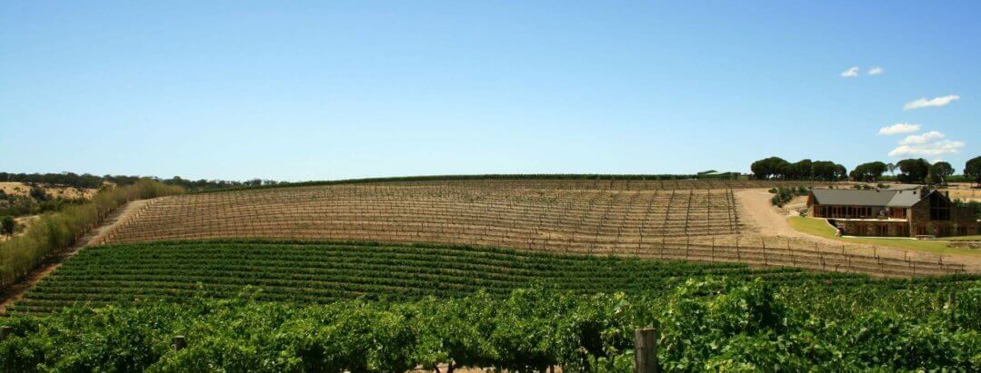 vineyard in barossa valley