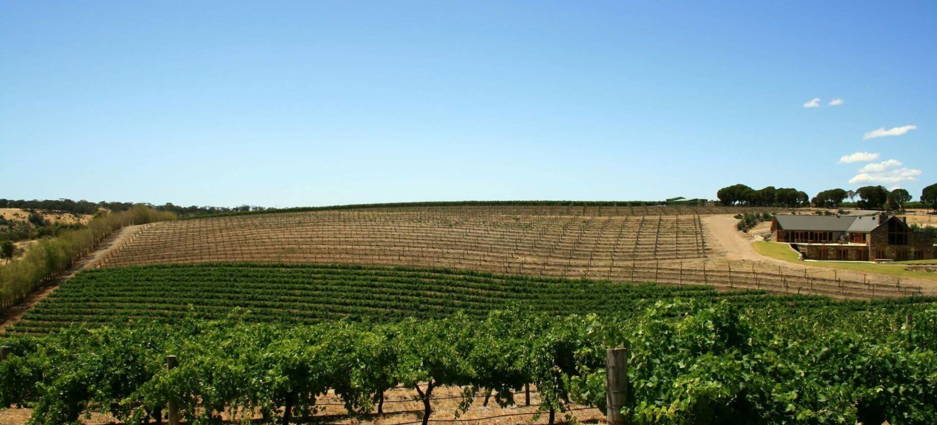 vineyard in barossa valley
